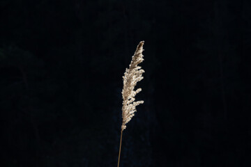 dry spikelet of grass in the bright sun. selective focus . High quality photo