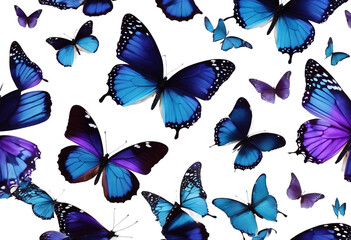 Set two beautiful blue with purple butterflies isolated on white background Butterfly with spread wi