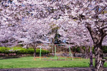 満開の桜の下にある公園の遊具