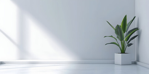 Minimalist Interior with Plant and Sunlight Shadows