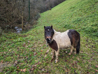 Fototapeta premium Cavalinho tranquilo desfrutando da pastagem em uma fazenda nas montanhas sob a chuva suave