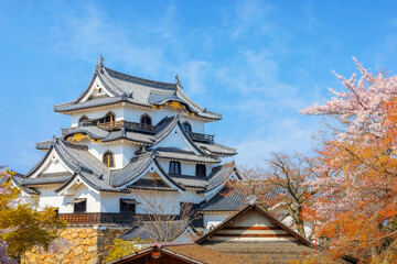 Beautiful full bloom cherry blossom at Hikone Castle in Shiga, Japan