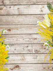 spring background with flowers of mimosa, yellow daffodils, white tulips and snowdrops - obrazy, fototapety, plakaty