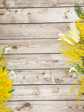 spring background with flowers of mimosa, yellow daffodils, white tulips and snowdrops