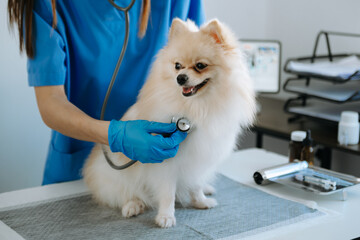 Pomeranian dog getting injection with vaccine during appointment