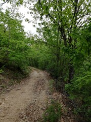 path in the woods