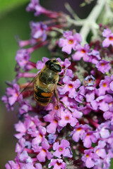 Hoverfly on pink butterfly bush flower in macro close up