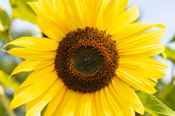 Obraz premium Background with beautiful blooming sunflowers in front of blue sky in The Netherlands