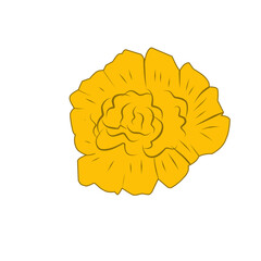 Marigold Flower Blossom 