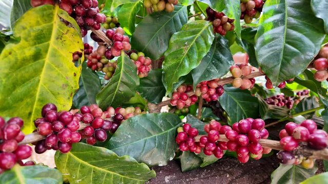 Coffee beans on a branch of tree.Red arabica coffee beans ripening on tree in coffeee plantation..