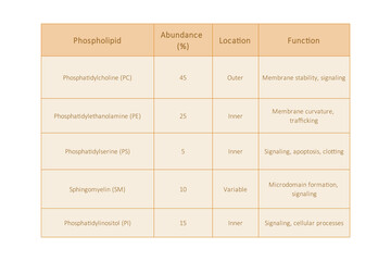Table showing Phospholipids types, membrane abundance, location, function and dietary sources - including PC, PE, PS, SM, cholesterol. Yellow scientific vector illustration.