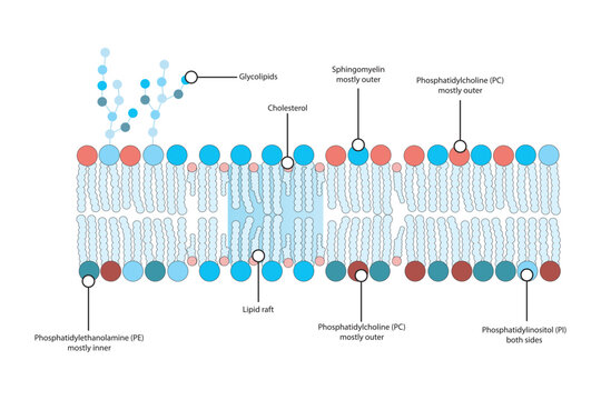 Diagrams showing schematic structure of cytoplasmatic membrane, including phospholipids (PE, PC, PS, sphingomyelin) glycolipids, cholesterol, lipid raft. Colorful scientific vector illustration.