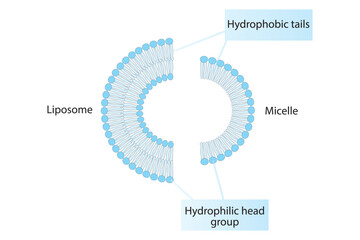 Diagram showing phospholipid structures - monolayer and bilayer - non polar tails and polar heads. Red and blue scientific vector illustration.