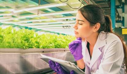 Female science researcher holds document on growing hydroponic vegetables grown system with quality...