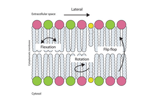 Diagram showing phospholipid mobilty across membrane - Transverse diffusion, lateral movement, rotation and flexation schematic drawing.   Scientific vector illustration.