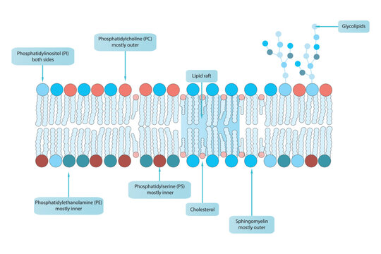 Diagrams showing schematic structure of cytoplasmatic membrane, including phospholipids (PE, PC, PS, sphingomyelin) glycolipids, cholesterol, lipid raft. Colorful scientific vector illustration.