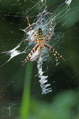 Wasp spider and prey on web in close up