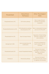 Table showing Phospholipids types, biosynthesis pathways and biological function - including PC, PE, PS, PI, SM, cholesterol Yellow scientific vector illustration.