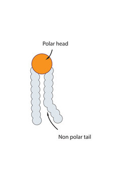 Simplified schematic structure of phospholipid - polar head group, non polar tail.  Scientific vector illustration.