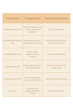 Table showing Phospholipids types, biological roles and biosynthesis pathways - including PC, PE, PS, PI, SM, cholesterol Yellow scientific vector illustration.