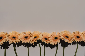 Beautiful pastel peachy gerbera flowers. Aesthetic minimal floral composition with copy space