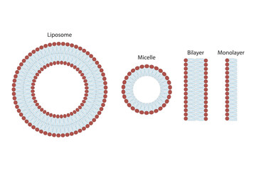 Diagram showing phospholipid structures - Liposome, micelle, monolayer and bilayer - non polar tails and polar heads. Blue scientific vector illustration.