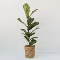 Elegant green ficus lyrata plant in straw flower pot over white wall. Stylish still life home plant...