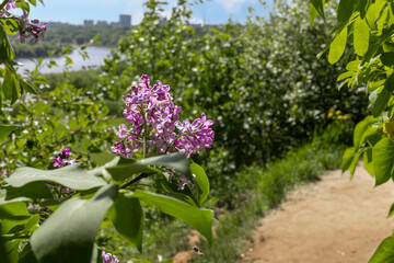 Fototapeta premium branch of Lilacs by roadside against Spring landscape with river bend on sunny May afternoon