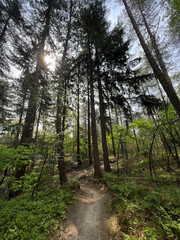 Mountain biking path at the Drents-Friese Wold National Park