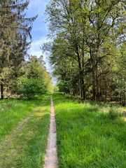 Mountain bike path at the Drents-Friese Wold National Park