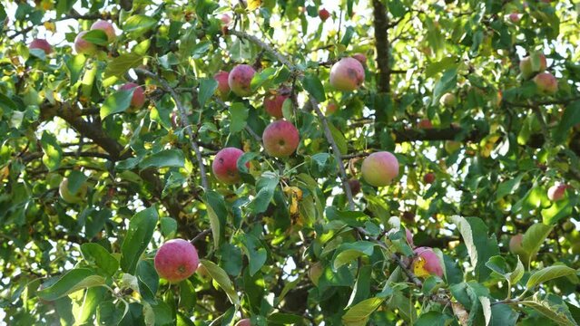 Ripe apples on an apple tree