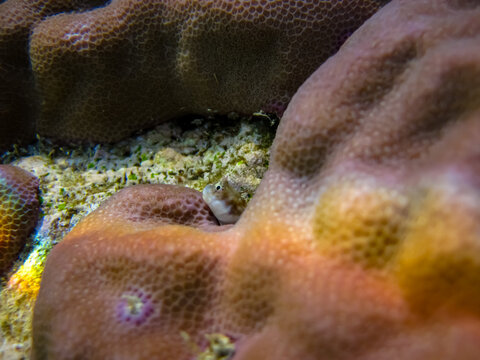 Parablennius marmoreus peeks out from behind coral in the expanse of the Red Sea coral reef