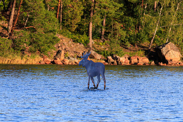 An iron moose marker on the water in Stockholm, Sweden