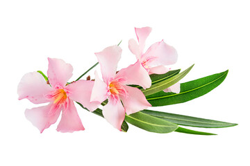 Beautiful pink oleander flowers isolated on white background. Natural floral background.