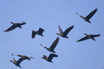 Flock of Black bellied whistling ducks, Dendrocygna autumnalis, Amazon Basin, Brazil