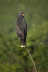 Snail Kite, Rostrhamus sociabilis, Amazon Basin, Brazil