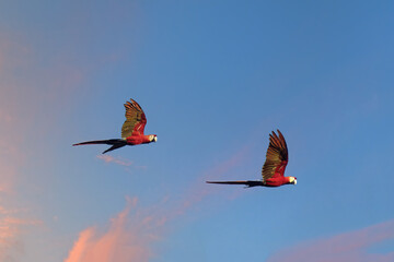 Two flying scarlet macaws, Ara macao, Amazon Basin, Brazil