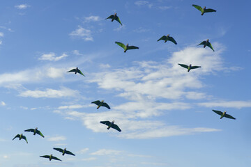 Flock of Blue headed Parrots, Pionus menstruus menstruus, Amazon Basin, Brazil