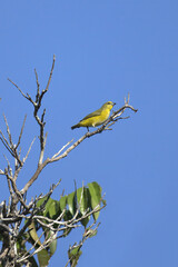 Female Purple throated Euphonia, Euphonia chlorotica, Amazon Basin, Brazil