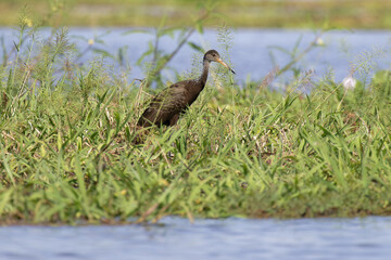 Limpkin, Aramus guarauna, walking on floating grass, Amazon Basin, Brazil
