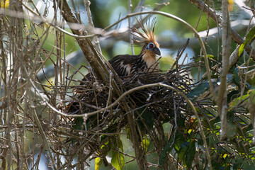 Nesting Hoatzin, Opisthocomus hoazin, Amazon Basin, Brazil
