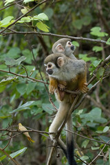 Golden-backed squirrel monkey, Saimiri ustus, carrying a juvenile on the back, Amazon basin, Brazil