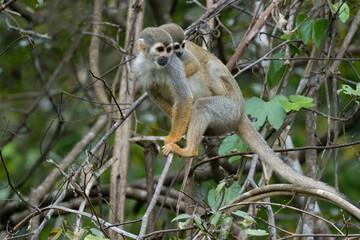 Golden-backed squirrel monkey, Saimiri ustus, carrying a juvenile on the back, Amazon basin, Brazil