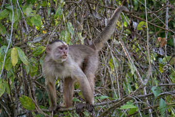White fronted capuchin, Cebus albifrons, Amazon basin, Brazil