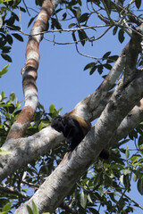 Black headed uakari, Cacajao melanocephalus, Amazon basin, Brazil