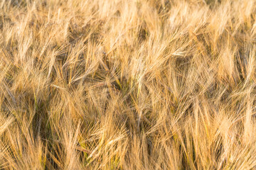 Wheat field