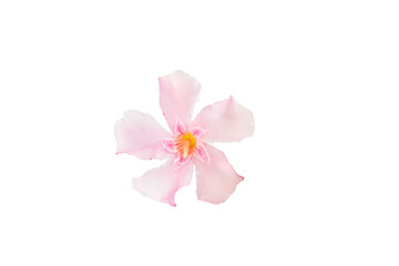 Beautiful pink oleander flowers isolated on white background. Natural floral background.