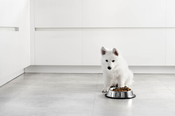 White Swiss Shepherd puppy eating dry food from a metal bowl in a modern white kitchen. Food delivery for happy domestic animals, little best friends. Pet shop. Animal feed. Correct nutrition in dogs