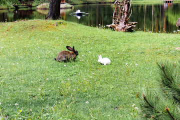 Obraz na płótnie Canvas Two hares are sitting on the lawn near the lake. White and black hares eat grass near the river. The wild nature. Easter holiday concept. Animals on domestic farm