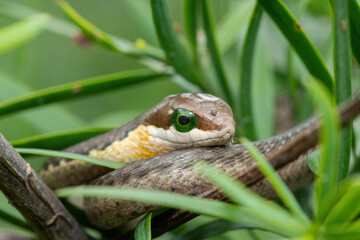 Close-up of the head of a juvenile boomslang (Dispholidus typus), also known as a tree snake or African tree snake, whilst in the branches of an indigenous yellowwood tree